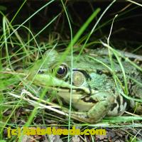 /home//u458753944/public_html/sourcegallery///Frogs/Mixed frogs/P8150212.JPG